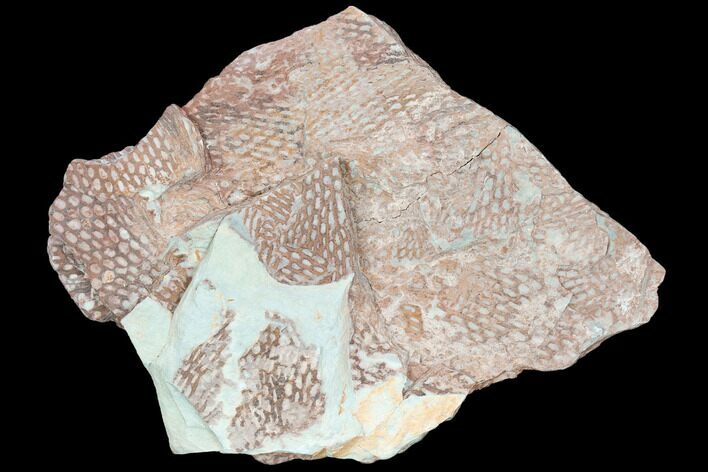 Ordovician Graptolite (Araneograptus) Plate - Morocco #126422